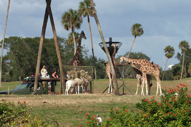 Safari-Szene